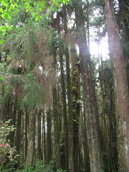 阿里山森林風(fēng)景區(qū) 大樹