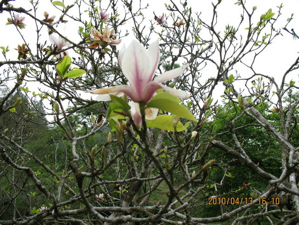 阿里山森林風(fēng)景區(qū) 桃花