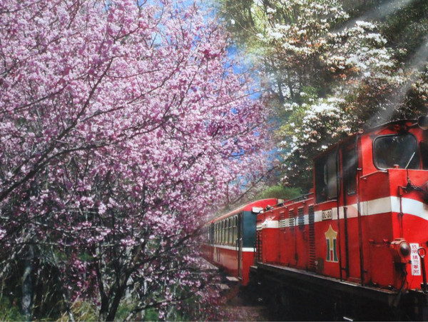 阿里山 小火車