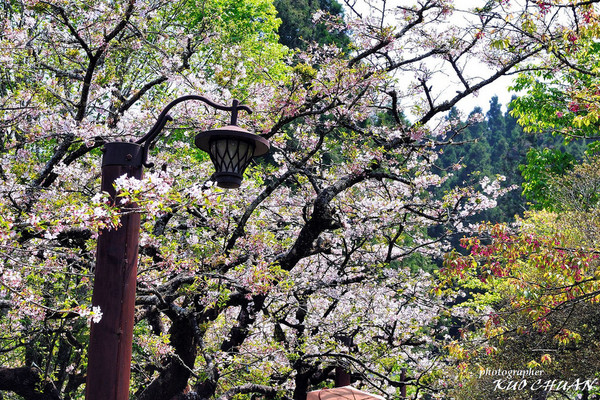 阿里山 櫻花