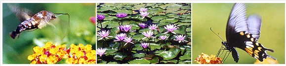  馬太鞍濕地生態(tài)園,花東縱谷風(fēng)景區(qū)