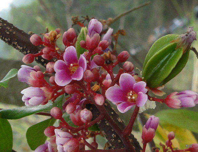 三地門梧桐花