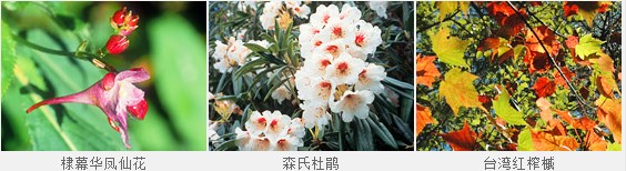 觀霧游憩區