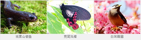 觀霧游憩區