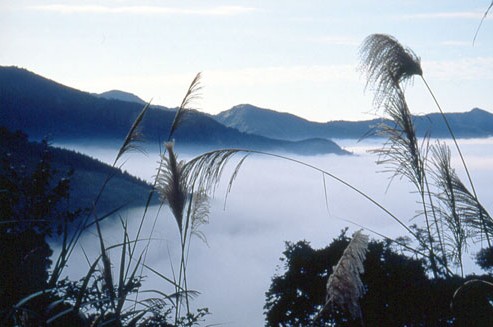 觀霧旅游風(fēng)景區(qū)
