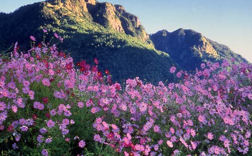 滿山花朵 ，梨山風(fēng)景區(qū)