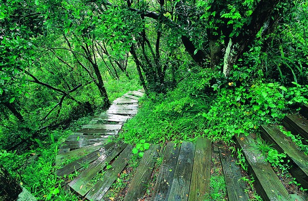 美麗步道，雙流森林