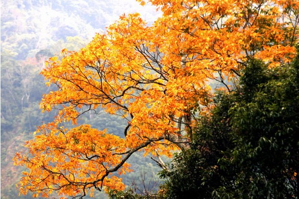 里冷山上楓葉
