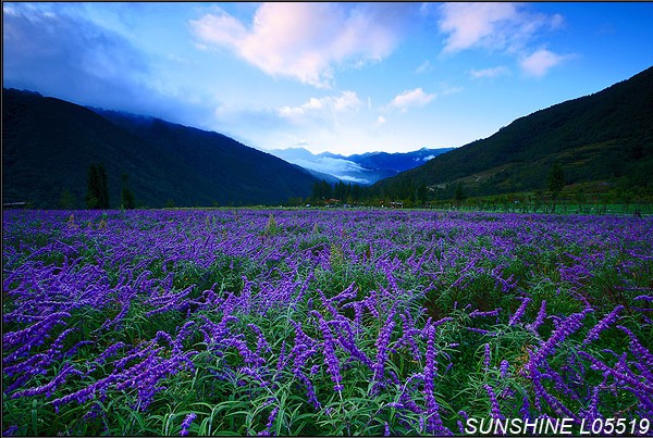 鼠尾草，武陵森林風景區