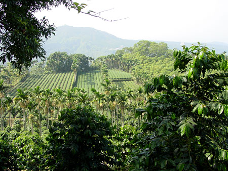 云林華山