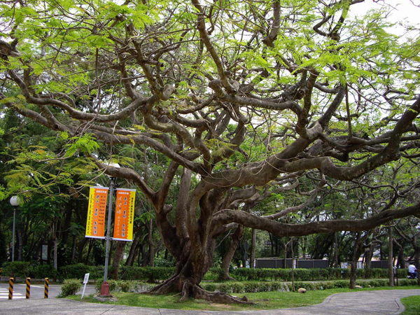 東海大學古樹