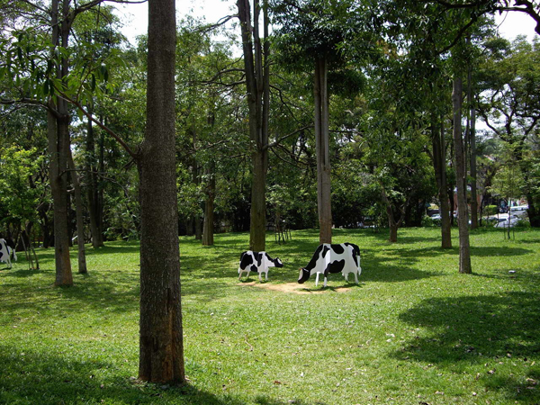 東海大學綠樹成蔭