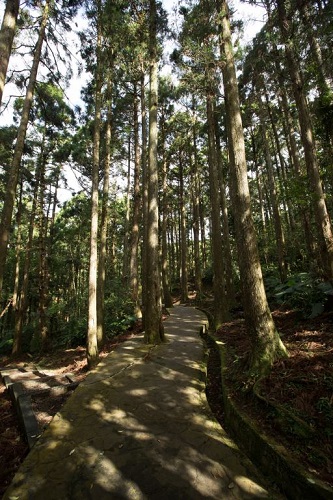 東眼山森林