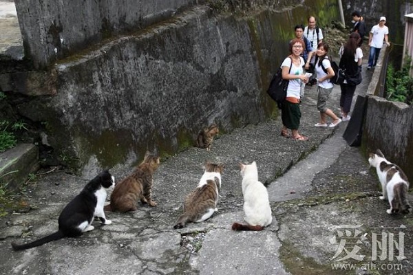 貓村