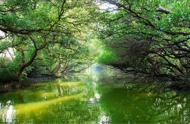 四草綠色隧道